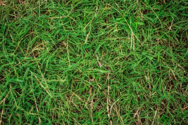 Soyut doğal arkaplan. Farklı renk yeşil çimen tonlarına sahip koleksiyon, kopyalama alanı. Yaz tazeliği ve futbol havası. Tasarım için duvar kağıdı ekran koruyucu ağ arkaplanı