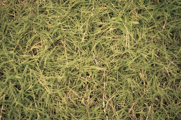 Abstrakter natürlicher Hintergrund. Kollektion mit verschiedenen Farbtönen des grünen Grases, Kopierraum. Herbststimmung. Für Design Wallpaper Bildschirmschoner Web-Hintergrund. Leicht blassmatt — Stockfoto
