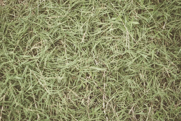 Streszczenie naturalnego tła. Kolekcja z różnymi kolorami zielonej trawy, przestrzeń do kopiowania. Lato świeże i futbolowy nastrój. Do projektowania tapety wygaszacz ekranu tła WWW. Jasnomatowe — Zdjęcie stockowe