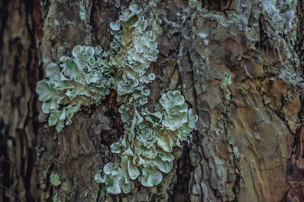 Yakın plan çekim. Yeşil yapraklı beyaz tüp kemik yastığı liken Parmeliaceae familyası Hipogymnia Physodes ormandaki kozalaklı ağaç kabuklarında yetişiyor. Ortak yaşam demek. Doğal doku kahverengi soyut arkaplan — Stok fotoğraf