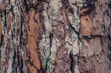 Yakın plan çekim. Vahşi ormandaki ağaç kabuğunda yetişen yeşil liken. Ortak yaşam demek. Doğanın güzellik gücü. Doku ışığı ve koyu kahverengi renkli soyut tasarım arka planı. Stokta daha fazla koleksiyon