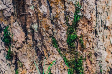 Yakın plan çekim. Vahşi ormandaki ağaç kabuğunda yetişen yeşil liken. Ortak yaşam demek. Doğanın güzellik gücü. Doku ışığı ve koyu kahverengi renkli soyut tasarım arka planı. Stokta daha fazla koleksiyon