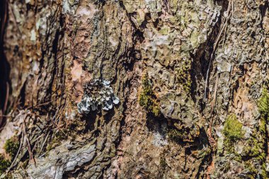Yakın plan çekim. Vahşi ormandaki ağaç kabuğunda yetişen yeşil liken. Ortak yaşam demek. Doğanın güzellik gücü. Doku ışığı ve koyu kahverengi renkli soyut tasarım arka planı. Stokta daha fazla koleksiyon