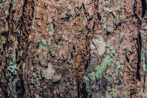 Close-up shot. Green lichen growing on bark coniferous tree in wild forest. Symbiosis. Beauty power in nature. Texture light and dark brown colour abstract design background. More collection in stock