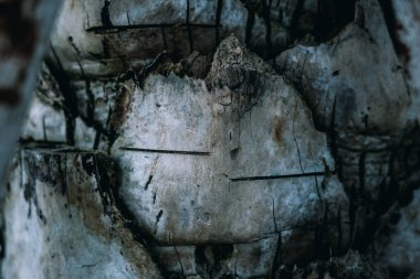 Sert ahşap çatlama çizgileri, palmiye ağacının en dış katmanındaki kabuk dokusu yüzey sapının tabanını ikiye böldü. Güzellik doğası. Doku açık beyaz kontrast gri soyut tasarım arka planı. Stokta daha fazla koleksiyon