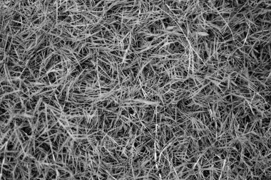 Soyut doğal arkaplan. Farklı renk yeşil çimen tonlarına sahip koleksiyon, kopyalama alanı. Yaz tazeliği ve futbol havası. Tasarım için duvar kağıdı ekran koruyucu ağ arkaplanı. Siyah Beyaz