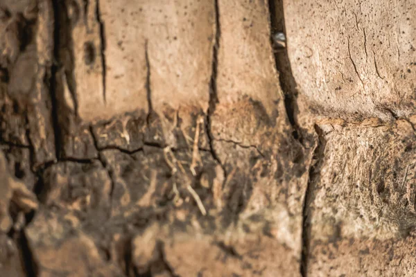 Hard wood crack down lines split base on outermost layer of Palm tree bark tissue surface stem. Beauty nature. Texture light brown colour abstract design background. More collection in stock — Stock Photo, Image