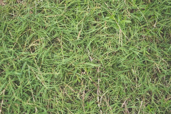 Abstrakt naturlig bakgrund. Samling med olika färgtoner av grönt gräs, kopiera utrymme. Sommaren fräsch och fotboll humör. För design tapet skärmsläckare webb bakgrund. Ljusblek matt — Stockfoto