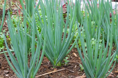 Asya 'da bir çiftlikte büyük bir soğan çiftliği.