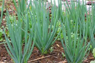 Asya 'da bir çiftlikte büyük bir soğan çiftliği.