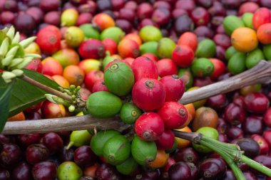 Laos kahvesi, Pakxong kahvesi, Asya 'da meyve yetiştirme.