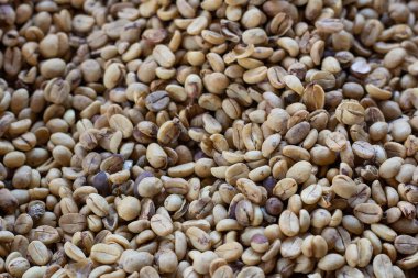 Laos kahve çekirdekleri, Pakxong kahve meyveleri Asya 'da yetiştiriliyor.