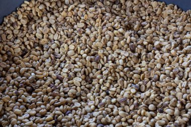 Laos kahve çekirdekleri, Pakxong kahve meyveleri Asya 'da yetiştiriliyor.