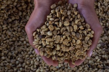 Laos kahve çekirdekleri, Pakxong kahve meyveleri Asya 'da yetiştiriliyor.