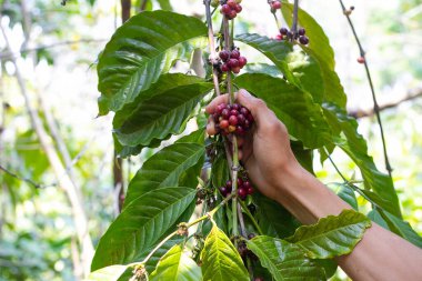 Laos kahvesi, Pakxong kahvesi, Asya 'da meyve yetiştirme.