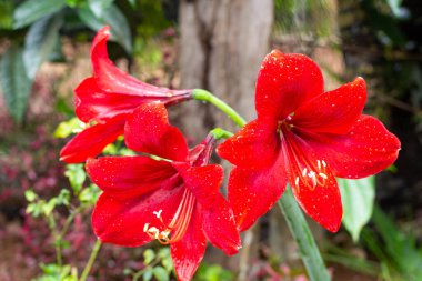 Parlak yağmurdan sonra çiçek, Dörtlü çiçek, Amaryllidaceae,