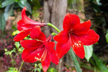 Parlak yağmurdan sonra çiçek, Dörtlü çiçek, Amaryllidaceae,