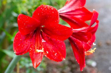 Parlak yağmurdan sonra çiçek, Dörtlü çiçek, Amaryllidaceae,