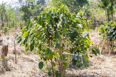 Kahve çiçeği, Asya 'da kahve ağacı, laos kahve ağacı.