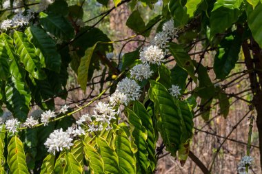 Kahve çiçeği, Asya 'da kahve ağacı, laos kahve ağacı.