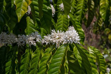 Kahve çiçeği, Asya 'da kahve ağacı, laos kahve ağacı.