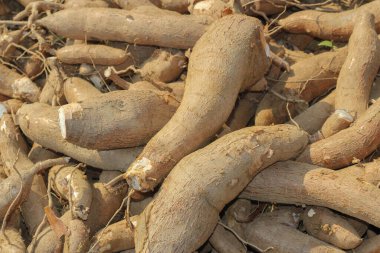 Büyük manioc ya da tapyoka bitkisi, Manihot cinsi, bahçede Cassava (laos) asya