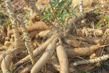 Büyük manioc ya da tapyoka bitkisi, Manihot cinsi, bahçede Cassava (laos) asya