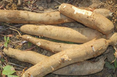 Büyük manioc ya da tapyoka bitkisi, Manihot cinsi, bahçede Cassava (laos) asya