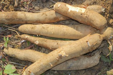 Büyük manioc ya da tapyoka bitkisi, Manihot cinsi, bahçede Cassava (laos) asya
