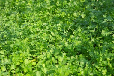Bahçedeki Coriandrum sativum veya Umbelliferae (Kişniş bitkileri)