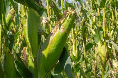 Bahçedeki mısır, Asya 'daki yeşil mısır tarlası