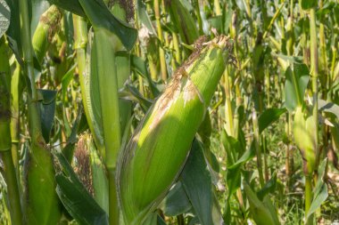 Bahçedeki mısır, Asya 'daki yeşil mısır tarlası
