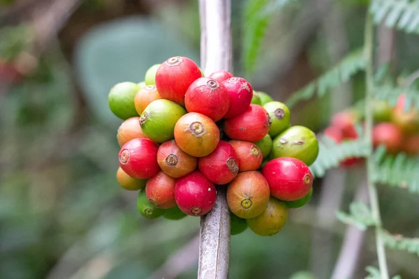 laos coffee,pakxong coffee fruits farming in asia