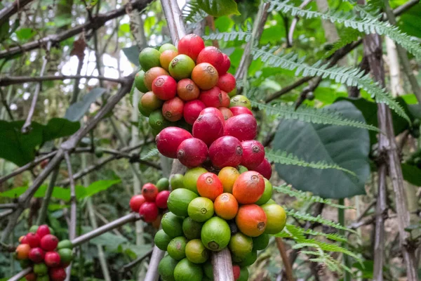 laos coffee,pakxong coffee fruits farming in asia