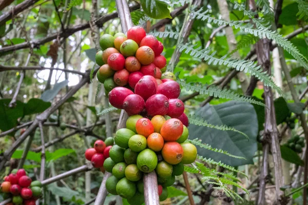 laos coffee,pakxong coffee fruits farming in asia