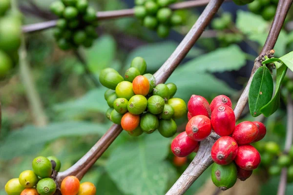 laos coffee,pakxong coffee fruits farming in asia