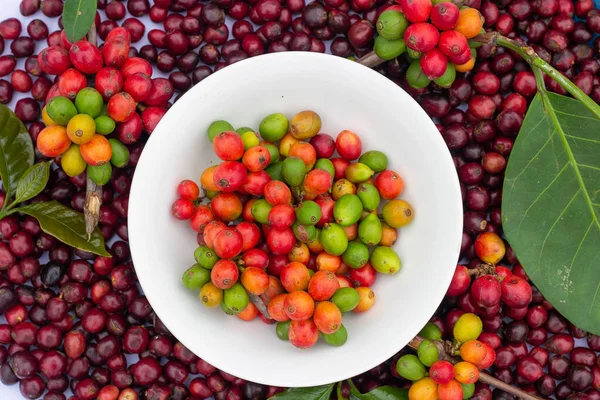 laos coffee,pakxong coffee fruits farming in asia