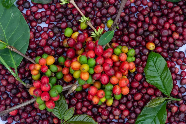 laos coffee,pakxong coffee fruits farming in asia