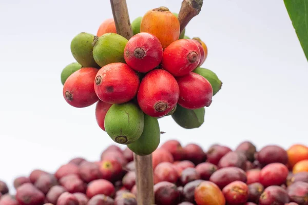 laos coffee,pakxong coffee fruits farming in asia, coffee laos on white background