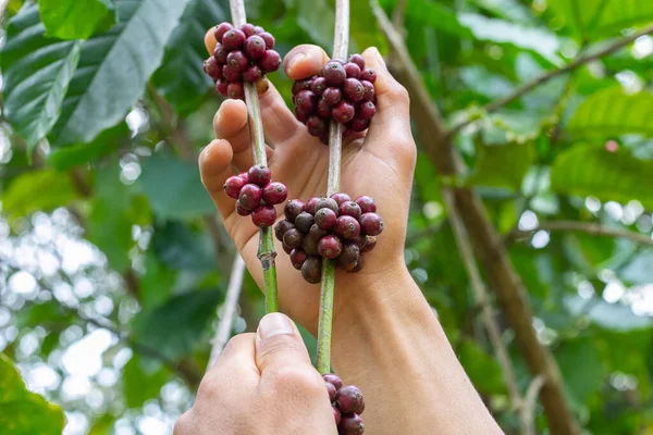 laos coffee,pakxong coffee fruits farming in asia