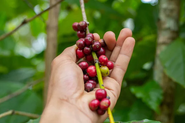 laos coffee,pakxong coffee fruits farming in asia