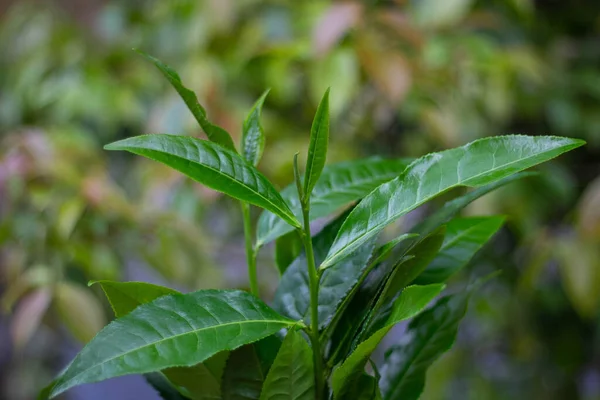 Green tea leaves in garden,Tea plantations, asia Green tea