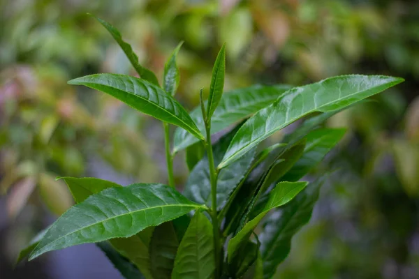 Green tea leaves in garden,Tea plantations, asia Green tea