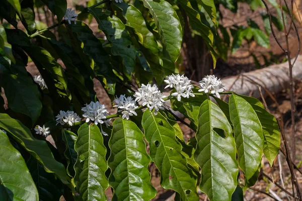 coffee flower,coffee tree in asia, laos coffee tree