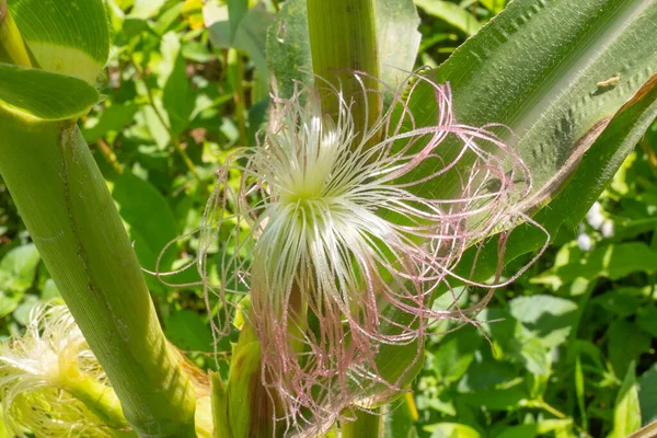 Mais Giardino Fiore Mais Bellezza Campo Mais Verde Asia — Foto Stock