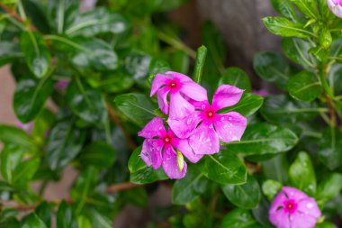 Çiçeklerdeki kabarcıklar, dolgun su teresi çiçekleri, pembe çiçekler.