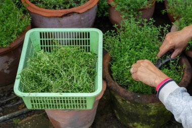 İşçi hasat için sebze makası kesiyor.