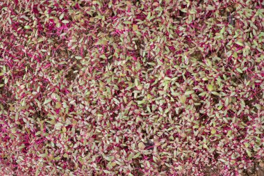 Genç kırmızı ıspanak sebze filizleri sebze bahçesinde yetişir. Sağlıklı Organik Sebzeler. 