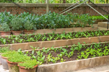 Vegetable plots Home garden Allotment,Community vegetable garden  clipart