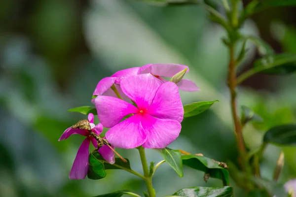 花朵上的丁香花 美丽的水母花 粉红的花 — 图库照片